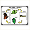 Butterfly Unit - Life Cycle, Worksheets & Activities - Miss Jacobs Little Learners