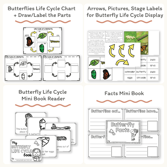 Life Cycle Of A Butterfly Display Lettering
