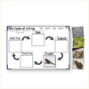 Frog Life Cycle Stages Mini Unit - Visuals and Worksheets - Miss Jacobs Little Learners