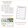 Frog Life Cycle Stages Mini Unit - Visuals and Worksheets - Miss Jacobs Little Learners