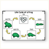 Life Cycle Thematic Units Bundle - Printables, Worksheets & Activities - Miss Jacobs Little Learners