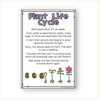 Plant Life Cycle Stages Mini Unit - Visuals and Worksheets - Miss Jacobs Little Learners