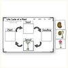 Plant Life Cycle Stages Mini Unit - Visuals and Worksheets - Miss Jacobs Little Learners