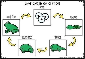 Frogs: A Life Cycle of a frog mini unit - Miss Jacobs Little Learners