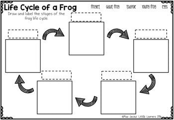 Frogs: A Life Cycle of a frog mini unit - Miss Jacobs Little Learners