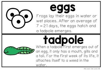 Frogs: A Life Cycle of a frog mini unit - Miss Jacobs Little Learners