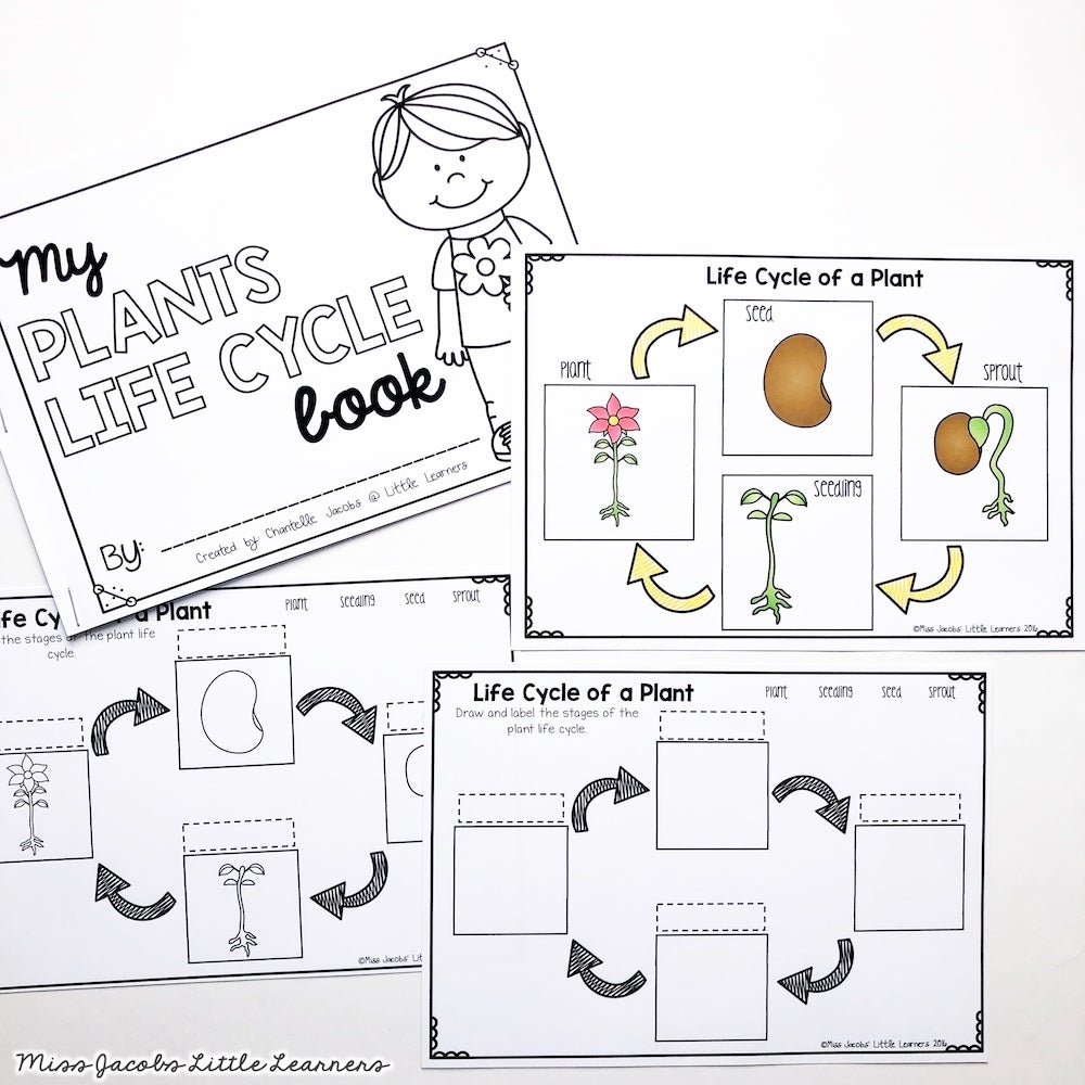 Plants Unit: Living Things and Plant Life Cycles - Miss Jacobs Little ...